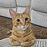 cat, orange_tabby, pet, animal, cute, indoor, couch, carpet, patterned_cushion, feline, curious, sitting, whiskers, ears, eyes, fur, relaxed, home, cozy, portrait
