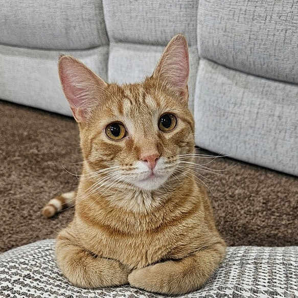 Murphy joined the competition — help win amazing prizes! cat, orange_tabby, pet, animal, cute, indoor, couch, carpet, patterned_cushion, feline, curious, sitting, whiskers, ears, eyes, fur, relaxed, home, cozy, portrait