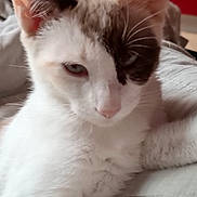 Luna a rejoint le concours — aidez-le/la à gagner de superbes lots ! cat, white_cat, close_up, indoor, pet, feline, fur, whiskers, ear, face, animal, relaxed, soft_surface, red_background, domestic_cat, cute, portrait, resting, one_eye_patch, cozy