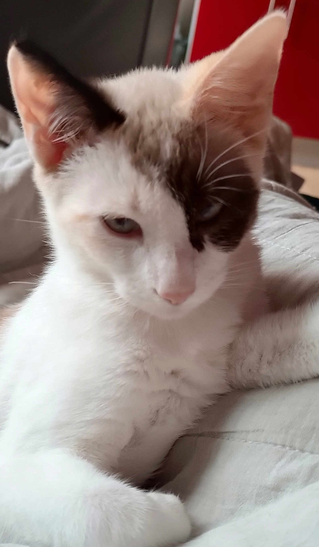 Luna a rejoint le concours — aidez-le/la à gagner de superbes lots ! cat, white_cat, close_up, indoor, pet, feline, fur, whiskers, ear, face, animal, relaxed, soft_surface, red_background, domestic_cat, cute, portrait, resting, one_eye_patch, cozy