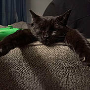 Grimmy is registered to the contest to win money with this photo: animal, background, black_cat, cat, closeup, couch, cozy, fur, furniture, green_object, home, indoor, mammal, paw, pet, relaxing, resting, sleepy, texture, whiskers