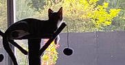 Pénélope participe au concours pour gagner de l'argent avec cette photo : cat, cat_tree, window, indoor, pet, animal, feline, sunlight, garden, plants, greenery, relaxing, home, cozy, daylight, silhouette, toy, scratching_post, nature, leaves