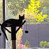 cat, cat_tree, window, indoor, pet, animal, feline, sunlight, garden, plants, greenery, relaxing, home, cozy, daylight, silhouette, toy, scratching_post, nature, leaves
