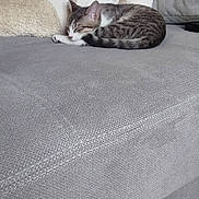 Pénélope a rejoint le concours — aidez-le/la à gagner de superbes lots ! cat, tabby, sleeping, couch, sofa, pillow, gray, beige, white, indoor, pet, resting, cozy, furniture, home, nap, fur, domestic_cat, relaxing, living_room