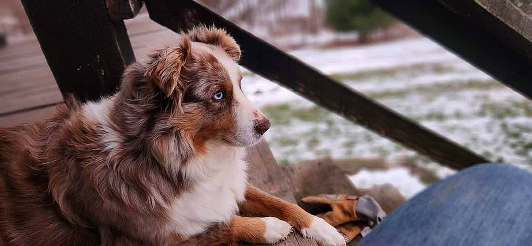 Red is registered to the contest to win money with this photo: australian_collie, australian_shepherd, border_collie, canidae, carnivore, companion_dog, dog, dog_breed, fur, gun_dog, herding_dog, miniature_australian_shepherd, plant, snow, terrestrial_animal, whiskers, winter, wood, working_dog