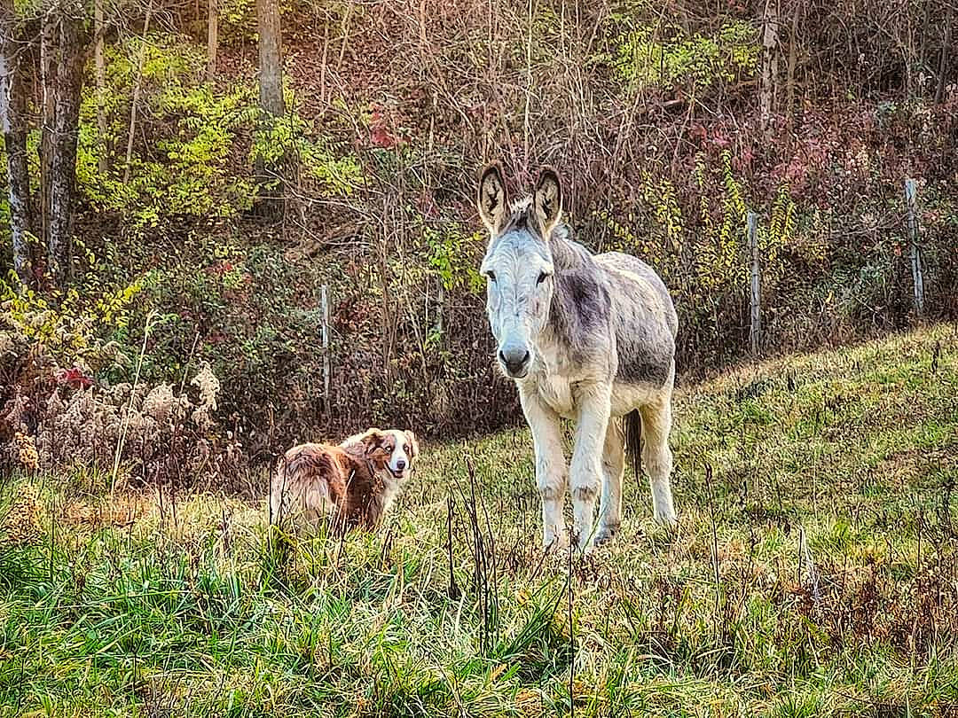Red joined the competition — help win amazing prizes! canidae, carnivore, dog_breed, fawn, forest, grass, grassland, grazing, groundcover, landscape, livestock, meadow, natural_landscape, pasture, plant, shrub, terrestrial_animal, tree, wildlife, working_animal