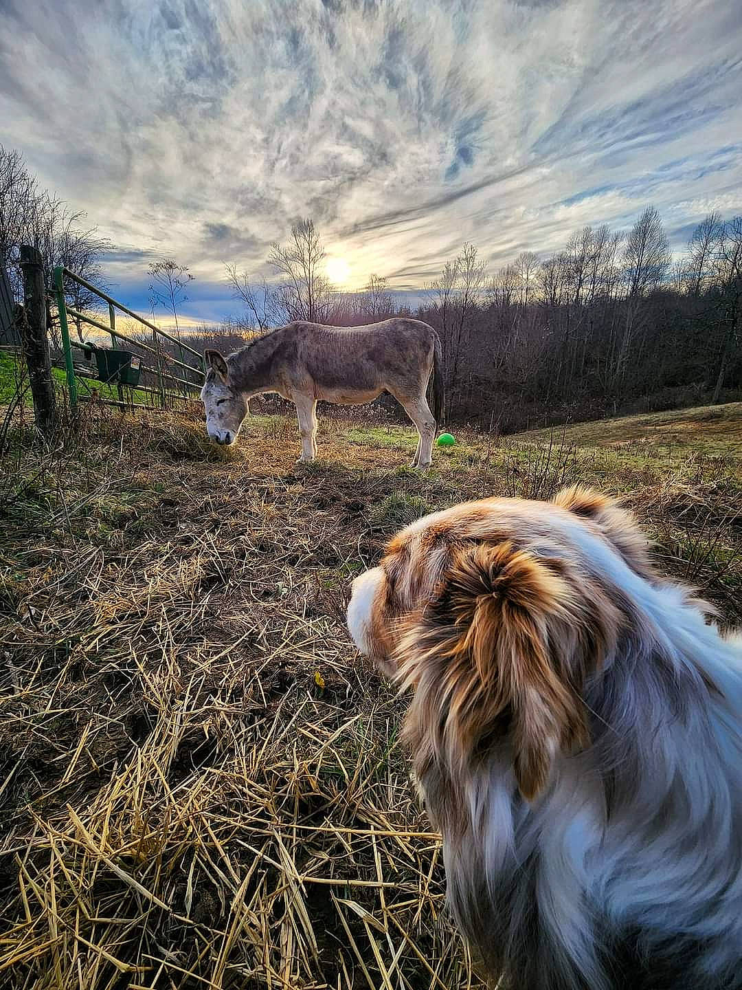 Red is registered to the contest to win money with this photo: carnivore, cloud, companion_dog, dog, dog_breed, fawn, grass, grassland, grazing, herding_dog, landscape, livestock, natural_landscape, pasture, plant, sky, soil, terrestrial_animal, tree, working_animal