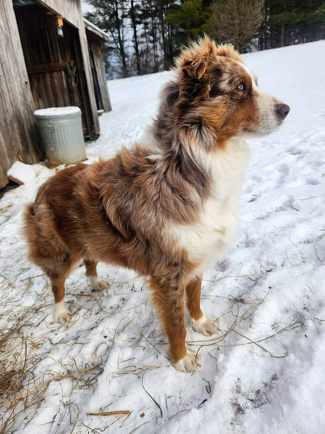 Red is registered to the contest to win money with this photo: canidae, carnivore, companion_dog, dog, dog_breed, door, fawn, freezing, fur, liver, plant, snow, sporting_group, tail, terrestrial_animal, tree, whiskers, winter, wood, working_dog