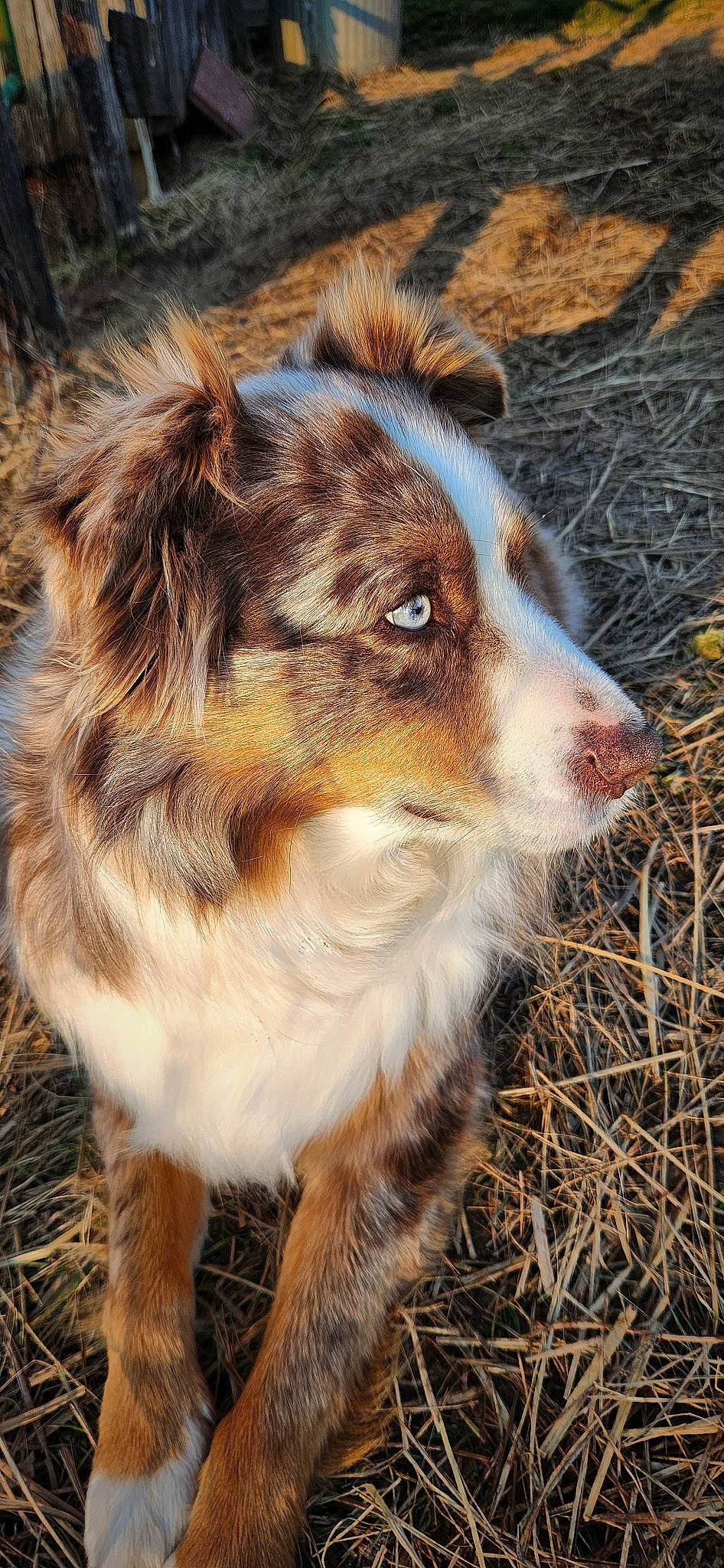 Red joined the competition — help win amazing prizes! australian_collie, carnivore, companion_dog, dog, dog_breed, eye, fawn, fur, grass, head, herding_dog, human_body, plant, snout, sporting_group, terrestrial_animal, tree, whiskers, wildlife, working_dog