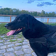 Ice participe au concours pour gagner de l'argent avec cette photo : dog, black_dog, tongue_out, harness, outdoor, river, cobblestone, grass, trees, sky, clouds, nature, pet, canine, animal, daylight, scenery, happy, walking, leisure