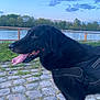 dog, black_dog, tongue_out, harness, outdoor, river, cobblestone, grass, trees, sky, clouds, nature, pet, canine, animal, daylight, scenery, happy, walking, leisure