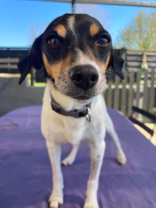 Miska participe au concours pour gagner de l'argent avec cette photo : cable_television, canidae, carnivore, collar, companion_dog, dog, dog_breed, dog_collar, fawn, fur, puppy, sky, snout, sporting_group, tree, whiskers, working_animal, working_dog