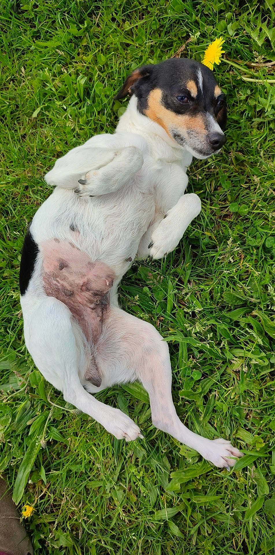 Miska participe au concours pour gagner de l'argent avec cette photo : ancient_dog_breeds, canidae, carnivore, chilean_fox_terrier, companion_dog, dog, dog_breed, fawn, fur, grass, hunting_dog, paw, plant, sporting_group, tail, terrestrial_animal, terrier, whiskers, working_animal, working_dog