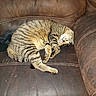 Buttercup is registered to the contest to win money with this photo: animal, brown, cat, claws, comfort, couch, cozy, curled_up, domestic, feline, fur, home, indoor, leather, pet, relaxed, resting, sleeping, tabby, whiskers