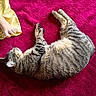 animal, blanket, cat, closeup, comfort, cozy, domestic, foot, fur, human, indoor, paw, pet, red, relaxing, resting, sleeping, soft, tabby, whiskers