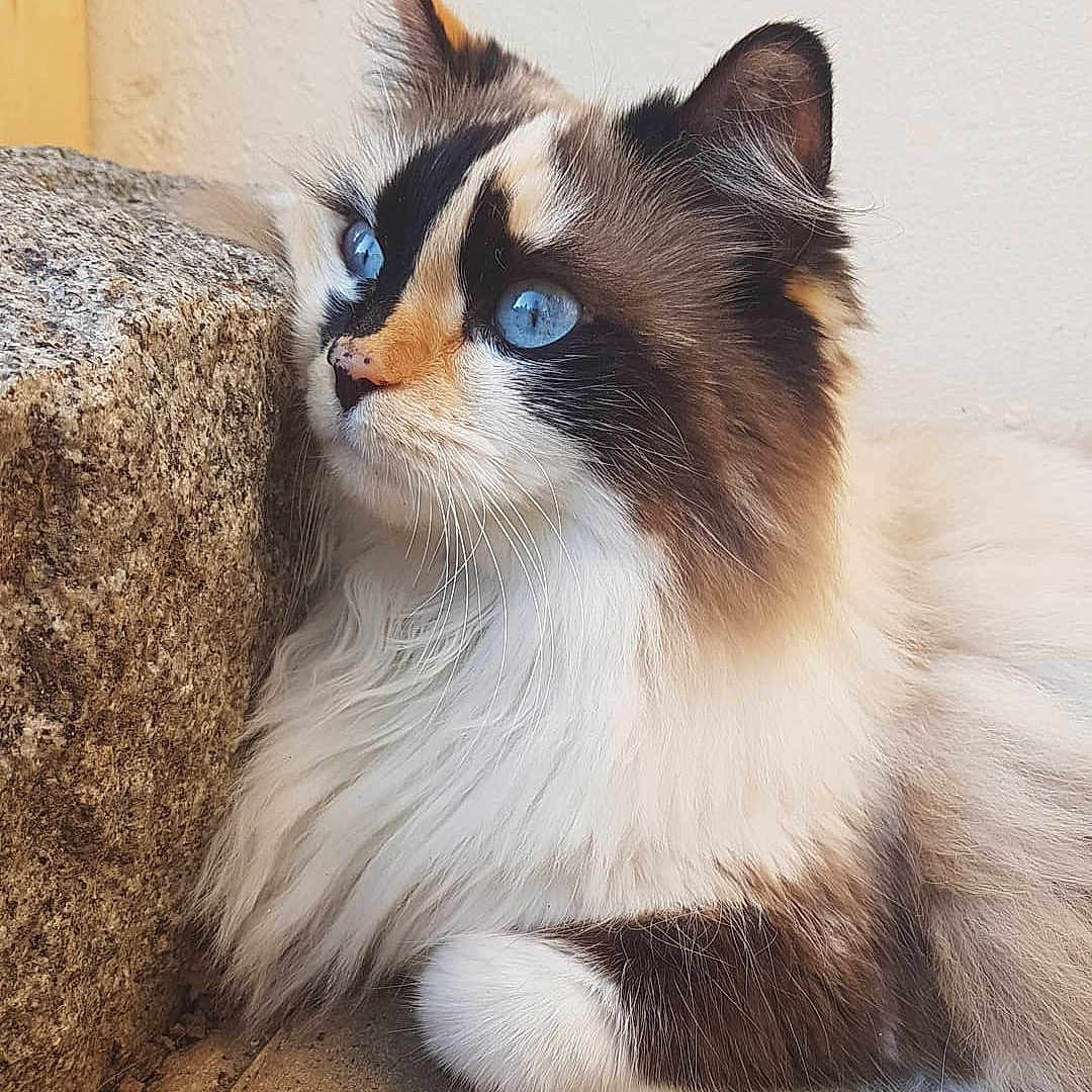 Titi a rejoint le concours — aidez-le/la à gagner de superbes lots ! animal, black_fur, blue_eyes, brown_fur, cat, close_up, cute, domestic_cat, feline, fluffy, fur, indoor, nose, paw, pet, portrait, resting, side_view, whiskers, white_fur