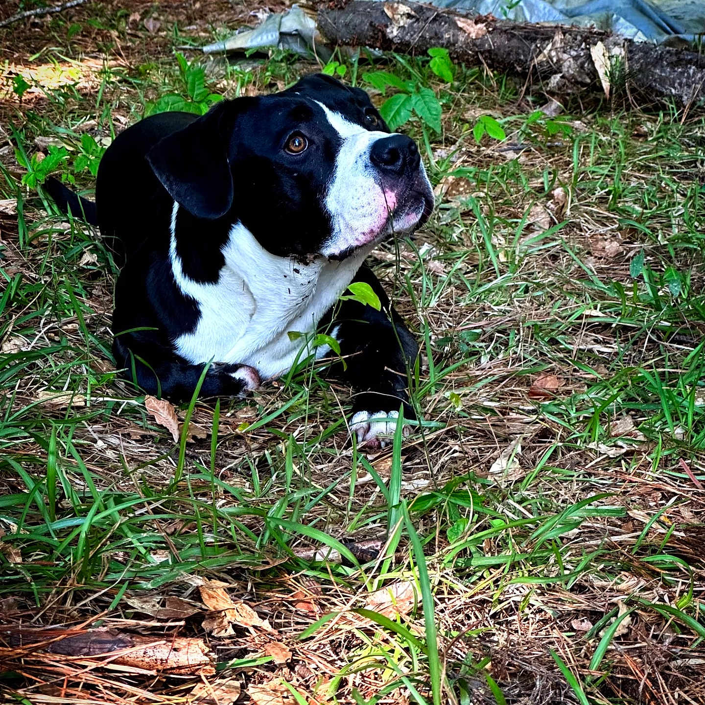 Zeus is registered to the contest to win money with this photo: animal, architecture, building, bulldog, canine, dog, grass, green, herbal, herbs, hound, leaf, outdoors, pet, plant, puppy, shelter, soil, tree, vegetation