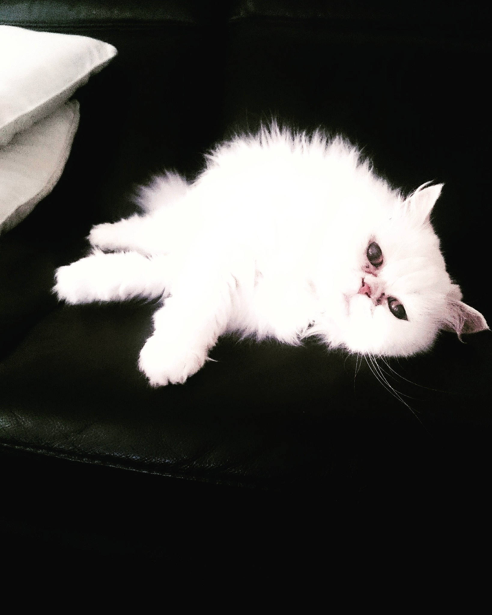 Dune participe au concours pour gagner de l'argent avec cette photo : british_longhair, carnivore, cat, claw, comfort, darkness, felidae, foot, fur, monochrome_photography, paw, small_to_medium_sized_cats, snout, tail, whiskers