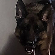 Daisy is registered to the contest to win money with this photo: animal, canine, closeup, companion, dark, dog, ears, floor, fur, german_shepherd, house, indoor, moody, pet, portrait, quiet, shadow, standing, teeth, wall