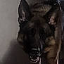 animal, canine, closeup, companion, dark, dog, ears, floor, fur, german_shepherd, house, indoor, moody, pet, portrait, quiet, shadow, standing, teeth, wall