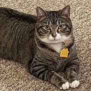 Skye joined the competition — help win amazing prizes! cat, tabby_cat, pet, animal, feline, green_eyes, carpet, indoor, relaxed, lying_down, paws, whiskers, collar, tag, striped, fur, cute, domestic_cat, close_up, portrait