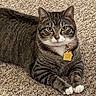 cat, tabby_cat, pet, animal, feline, green_eyes, carpet, indoor, relaxed, lying_down, paws, whiskers, collar, tag, striped, fur, cute, domestic_cat, close_up, portrait