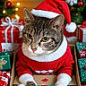 animal, cat, celebration, christmas, christmas_decorations, christmas_sweater, cozy, cute, festive, gift_box, holiday, holiday_lights, holiday_spirit, indoor, pet, presents, santa_hat, seasonal, tabby_cat, whiskers