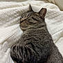 Obi joined the competition — help win amazing prizes! animal, blanket, cat, closeup, cozy, cute, domestic_cat, fur, indoor, mammal, nap, peaceful, pet, relaxation, resting, sleeping, soft, tabby, texture, whiskers