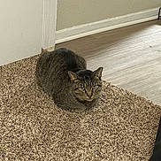 Obi is registered to the contest to win money with this photo: animal, brown, carpet, cat, cozy, doorway, ears, eyes, feline, floor, fur, gray, home, indoor, loaf, pet, quiet, resting, tabby, whiskers