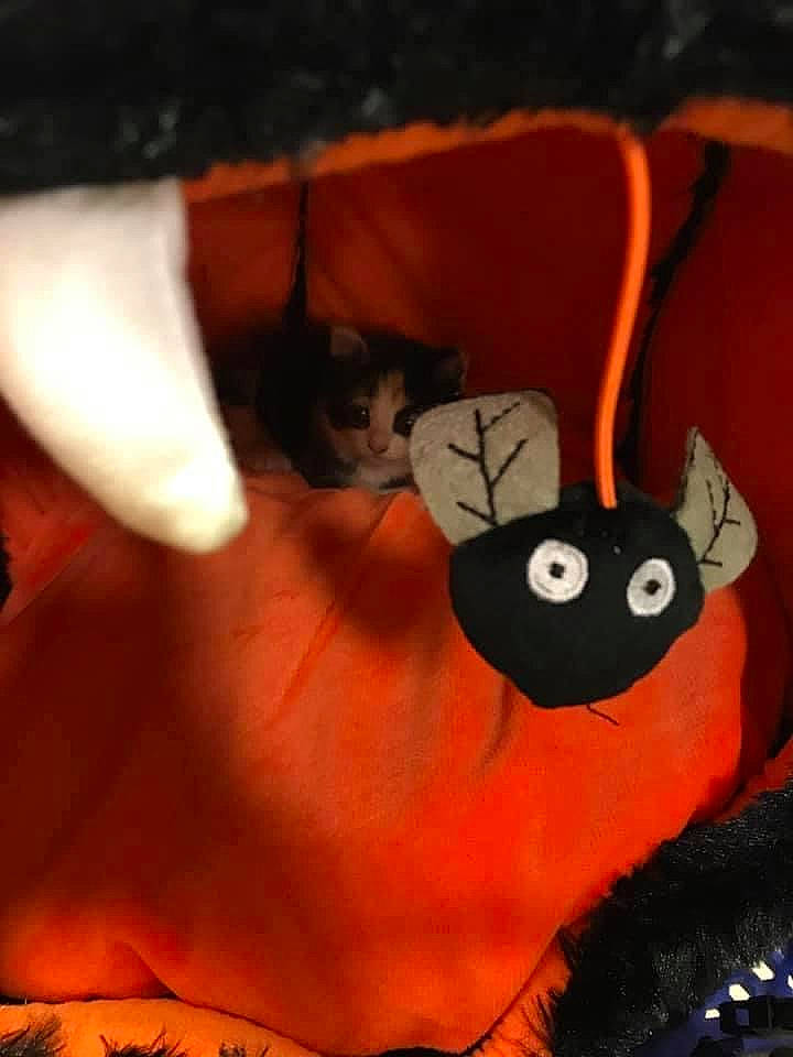Bitty is registered to the contest to win money with this photo: audio_equipment, bag, carmine, event, fashion_accessory, fawn, felidae, font, fur, linens, luggage_and_bags, orange, pattern, plush, room, snout, stuffed_toy, tail, toy, whiskers