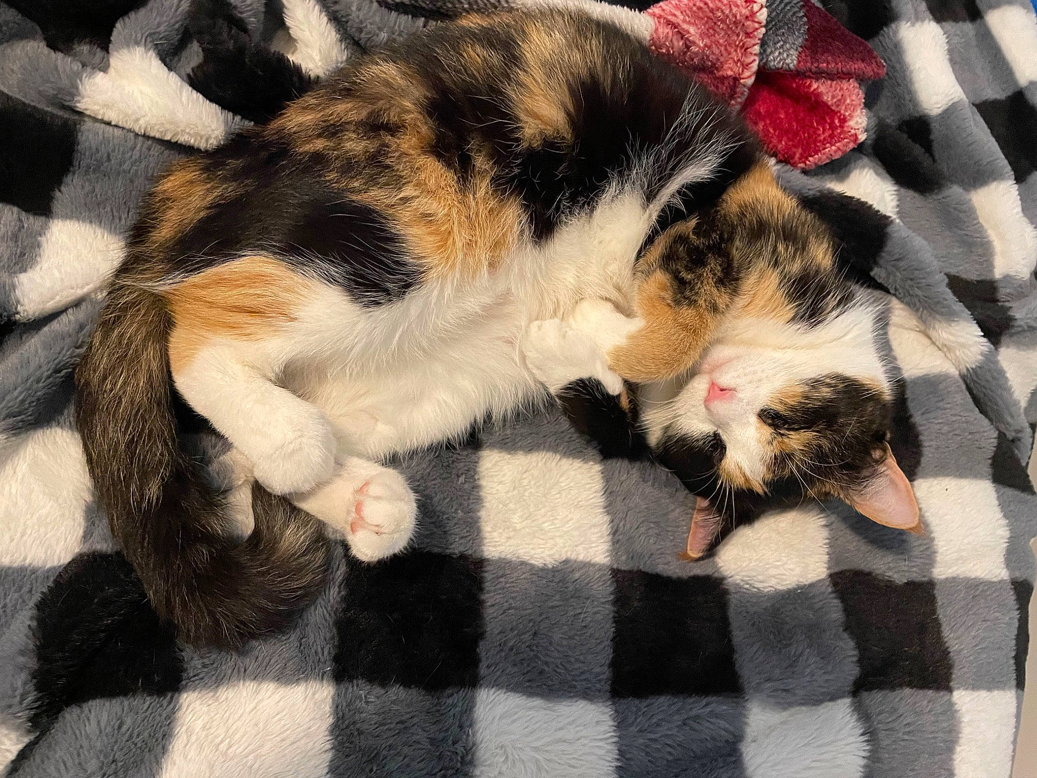 Bitty is registered to the contest to win money with this photo: canidae, carnivore, cat, claw, comfort, dog_breed, domestic_short_haired_cat, felidae, foot, fur, lap, pattern, paw, plaid, small_to_medium_sized_cats, snout, tail, tartan, textile, whiskers