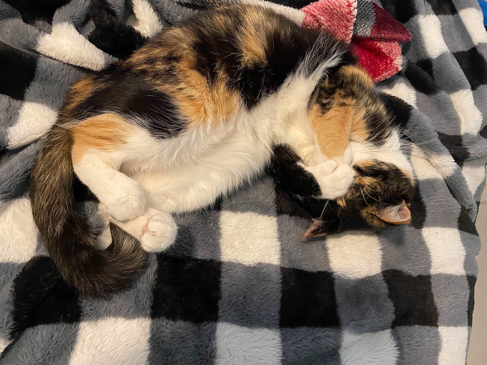Bitty joined the competition — help win amazing prizes! carnivore, cat, claw, comfort, companion_dog, dog_breed, domestic_short_haired_cat, felidae, foot, fur, lap, linens, nap, pattern, paw, plaid, small_to_medium_sized_cats, tail, tartan, whiskers
