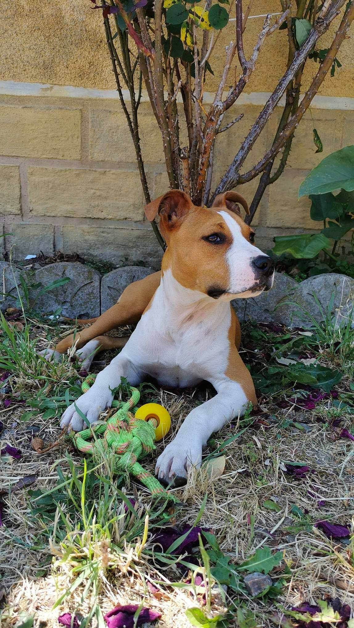 Tesla a rejoint le concours — aidez-le/la à gagner de superbes lots ! ancient_dog_breeds, carnivore, collar, companion_dog, dog, dog_breed, dog_supply, fawn, grass, hunting_dog, mudhol_hound, non_sporting_group, plant, snout, street_dog, tail, terrestrial_animal, terrier, tree, whiskers