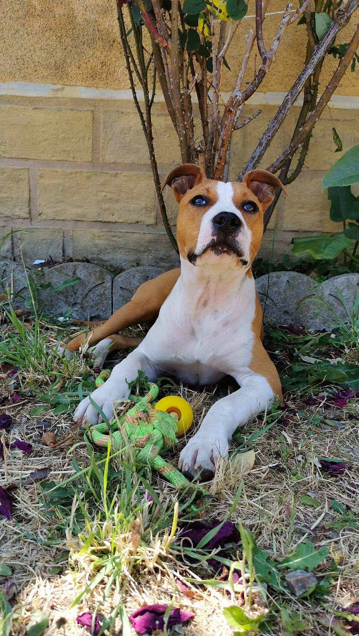 Tesla participe au concours pour gagner de l'argent avec cette photo : boxer, bulldog, canidae, carnivore, collar, companion_dog, dog, dog_breed, dog_collar, fawn, grass, hound, molosser, plant, snout, sporting_group, tail, terrestrial_animal, working_animal, working_dog