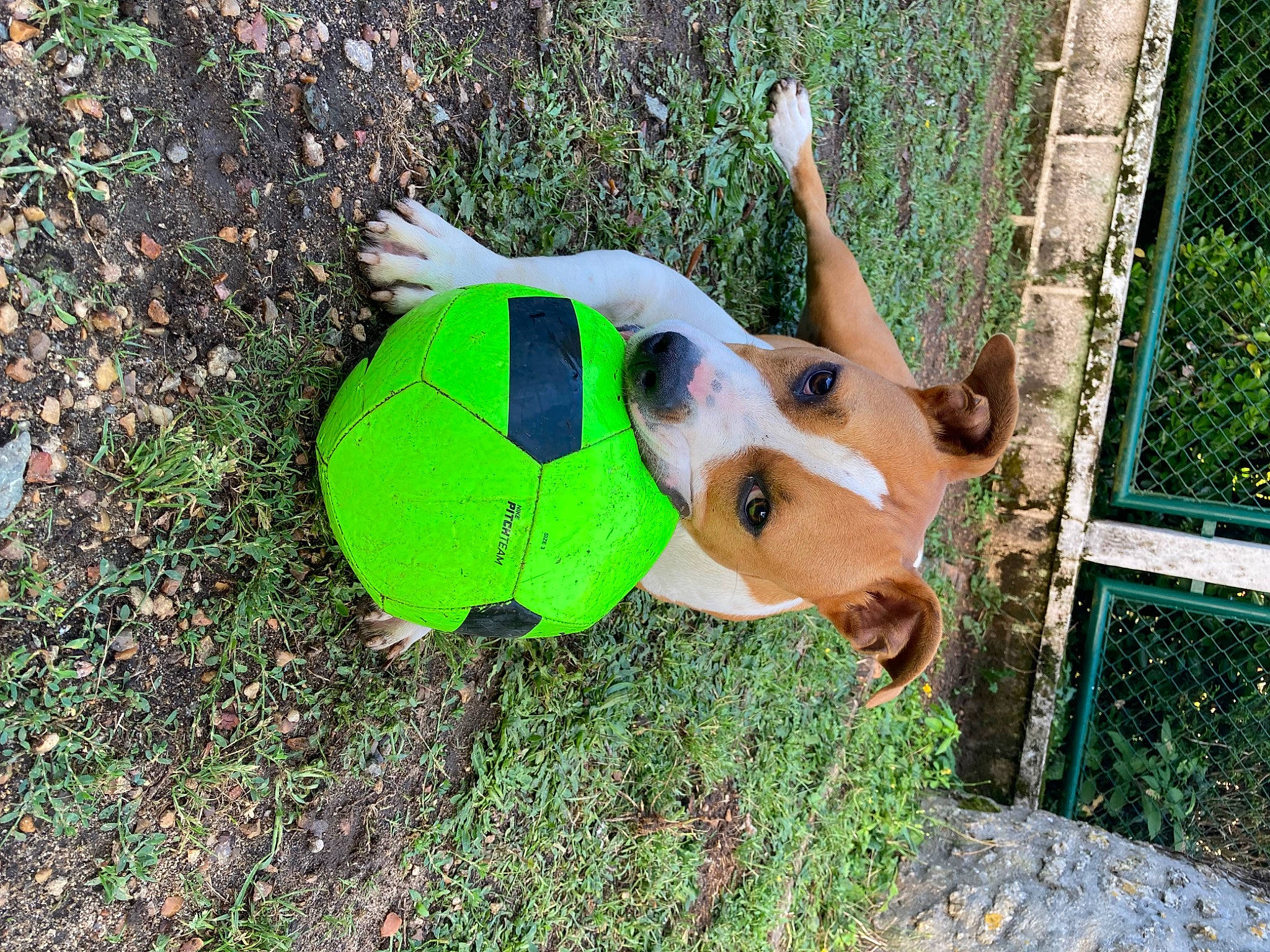 Tesla participe au concours pour gagner de l'argent avec cette photo : ball, carnivore, companion_dog, dog, dog_breed, dog_supply, fawn, fence, football, grass, lawn_ornament, mesh, personal_protective_equipment, plant, snout, sporting_group, sports_toy, stuffed_toy, toy, working_animal