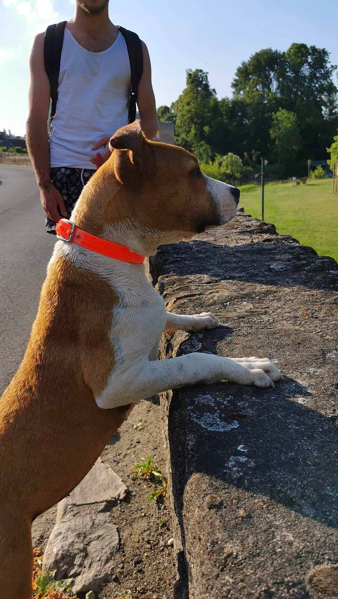 Tesla participe au concours pour gagner de l'argent avec cette photo : canidae, carnivore, collar, companion_dog, dog, dog_breed, dog_collar, fashion_accessory, fawn, human_leg, leash, pet_supply, plant, sky, snout, soil, sporting_group, tail, tree, working_animal