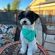 Scottie is registered to the contest to win money with this photo: dog, bandana, black_and_white, fluffy, table, outdoor, patio, furniture, blurred_background, sunny, decorative_table, cute, pet, sitting, animal, small_dog, backyard, calm, domestic, companion