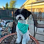 dog, bandana, black_and_white, fluffy, table, outdoor, patio, furniture, blurred_background, sunny, decorative_table, cute, pet, sitting, animal, small_dog, backyard, calm, domestic, companion
