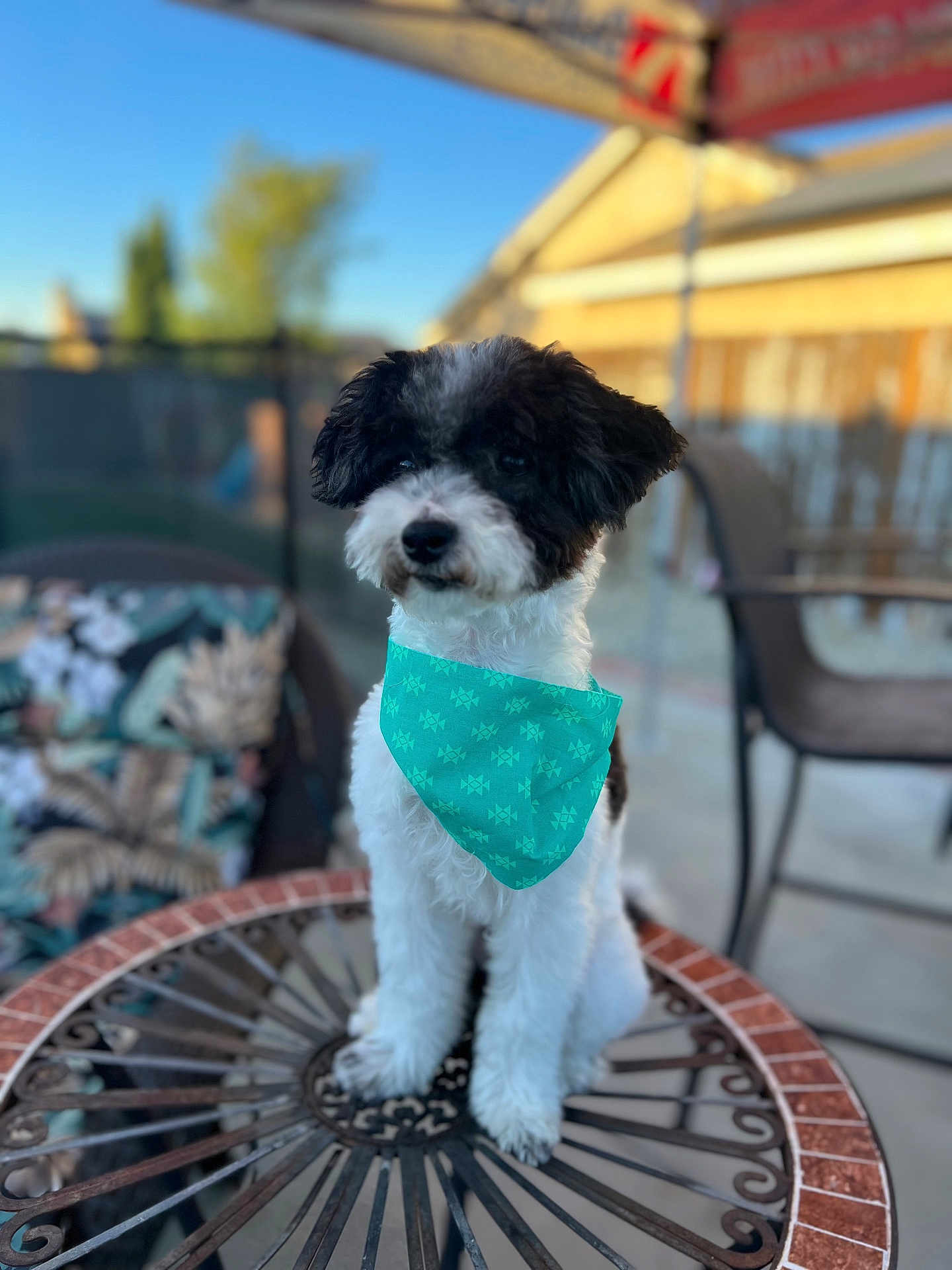 Scottie is registered to the contest to win money with this photo: dog, bandana, black_and_white, fluffy, table, outdoor, patio, furniture, blurred_background, sunny, decorative_table, cute, pet, sitting, animal, small_dog, backyard, calm, domestic, companion
