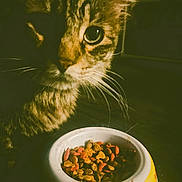 Smoke is registered to the contest to win money with this photo: cat, close_up, pet_food, bowl, dry_food, whiskers, tabby_cat, indoor, curious, animal, feline, fur, face, food, domestic_cat, table, shadow, light, eye, nose