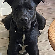 Loky participe au concours pour gagner de l'argent avec cette photo : dog, black_dog, pet, animal, sitting, portrait, indoors, living_room, floor, wood_floor, carpet, table, black_fur, white_marking, ears, eyes, nose, front_legs, alert, photography