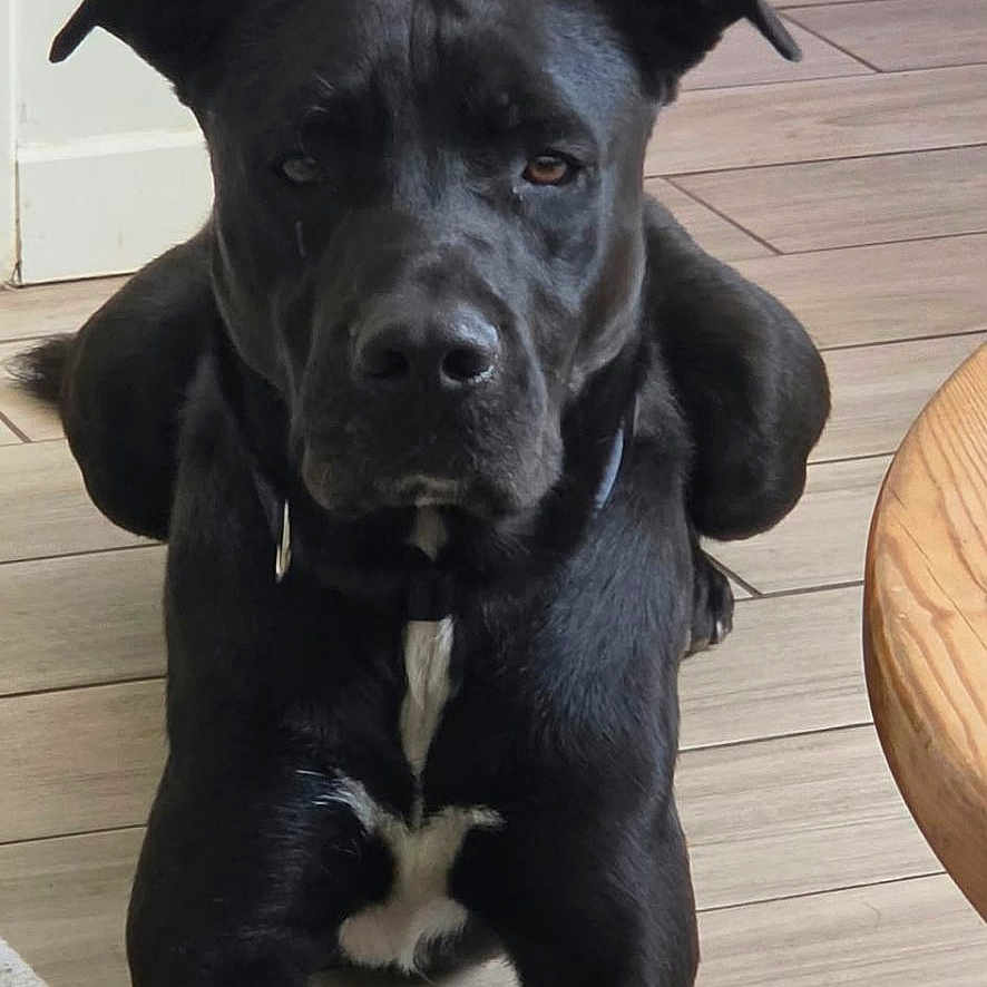 Loky participe au concours pour gagner de l'argent avec cette photo : dog, black_dog, pet, animal, sitting, portrait, indoors, living_room, floor, wood_floor, carpet, table, black_fur, white_marking, ears, eyes, nose, front_legs, alert, photography