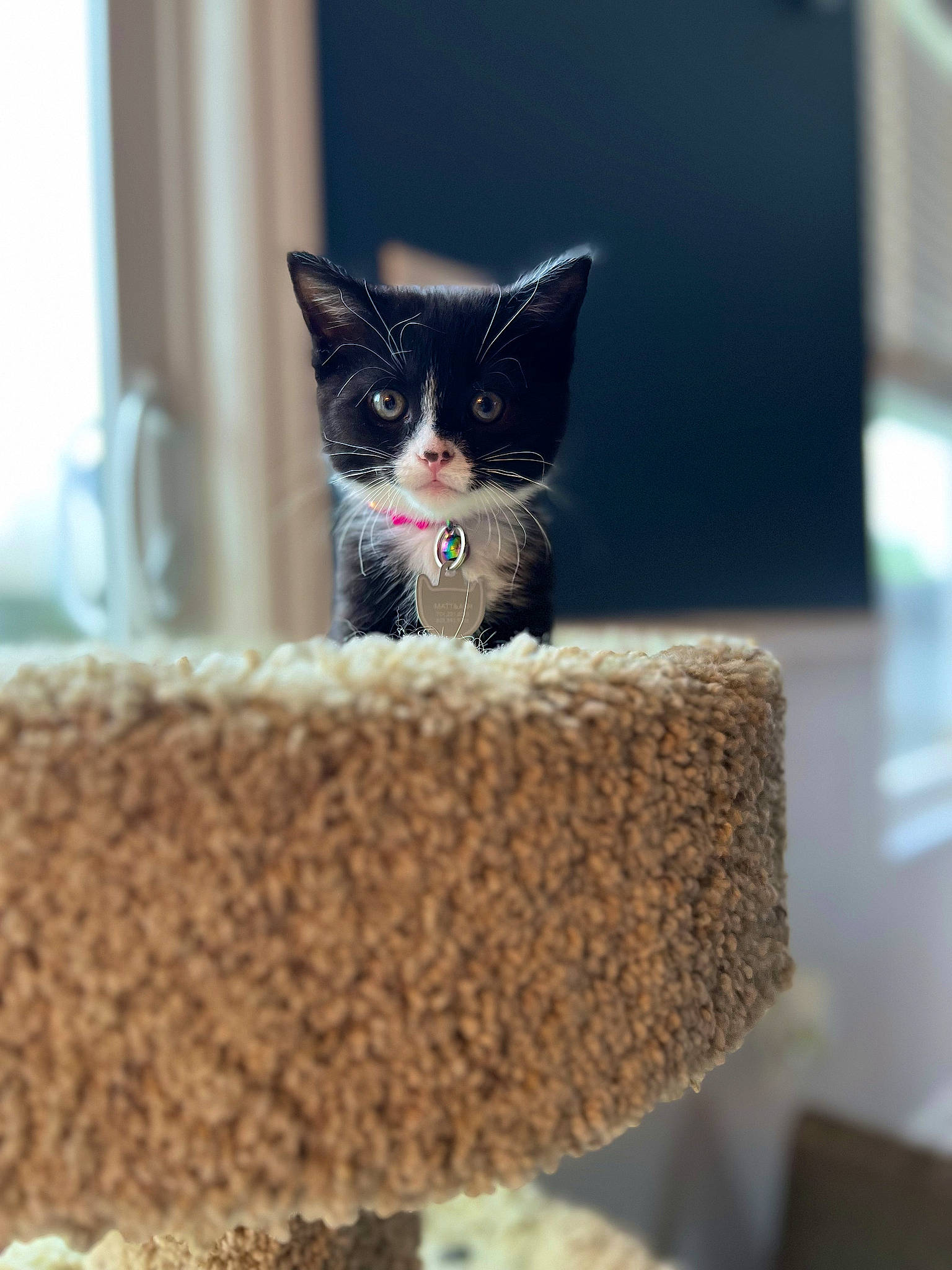 Diana is registered to the contest to win money with this photo: animal_feed, box, cardboard, carnivore, cat, cat_furniture, cat_supply, domestic_short_haired_cat, fawn, felidae, fur, pet_supply, rectangle, room, small_to_medium_sized_cats, snout, tail, whiskers, window, wood