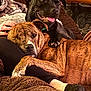 animal, black_dog, brindle_dog, brown_couch, companion, cozy, cuddle, dog, furry, hand, happy, home, indoor, paw, person, pets, relaxed, resting, smiling_dog, snuggle
