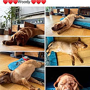 Woody participe au concours pour gagner de l'argent avec cette photo : puppy, dog, brown_dog, sleeping, indoor, wooden_floor, dog_bed, pet, canine, resting, cute, close_up, living_room, furniture, plant, adorable, animal, cozy, relaxed, laying_down