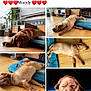 puppy, dog, brown_dog, sleeping, indoor, wooden_floor, dog_bed, pet, canine, resting, cute, close_up, living_room, furniture, plant, adorable, animal, cozy, relaxed, laying_down