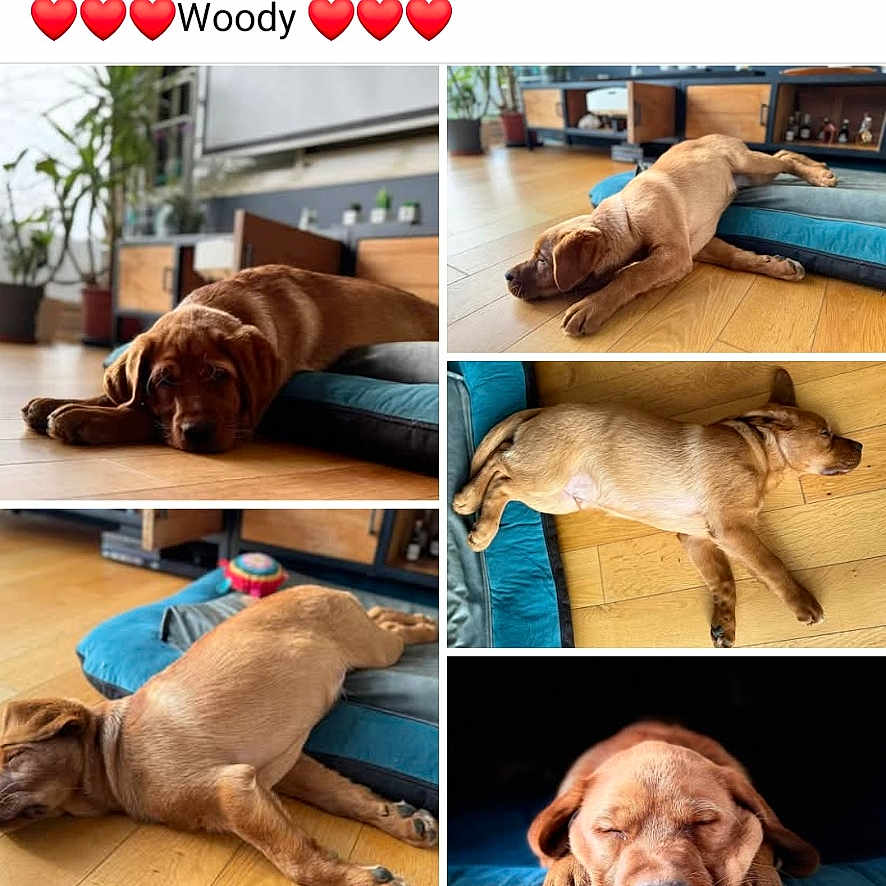 Woody participe au concours pour gagner de l'argent avec cette photo : adorable, animal, brown_dog, canine, close_up, cozy, cute, dog, dog_bed, furniture, indoor, laying_down, living_room, pet, plant, puppy, relaxed, resting, sleeping, wooden_floor