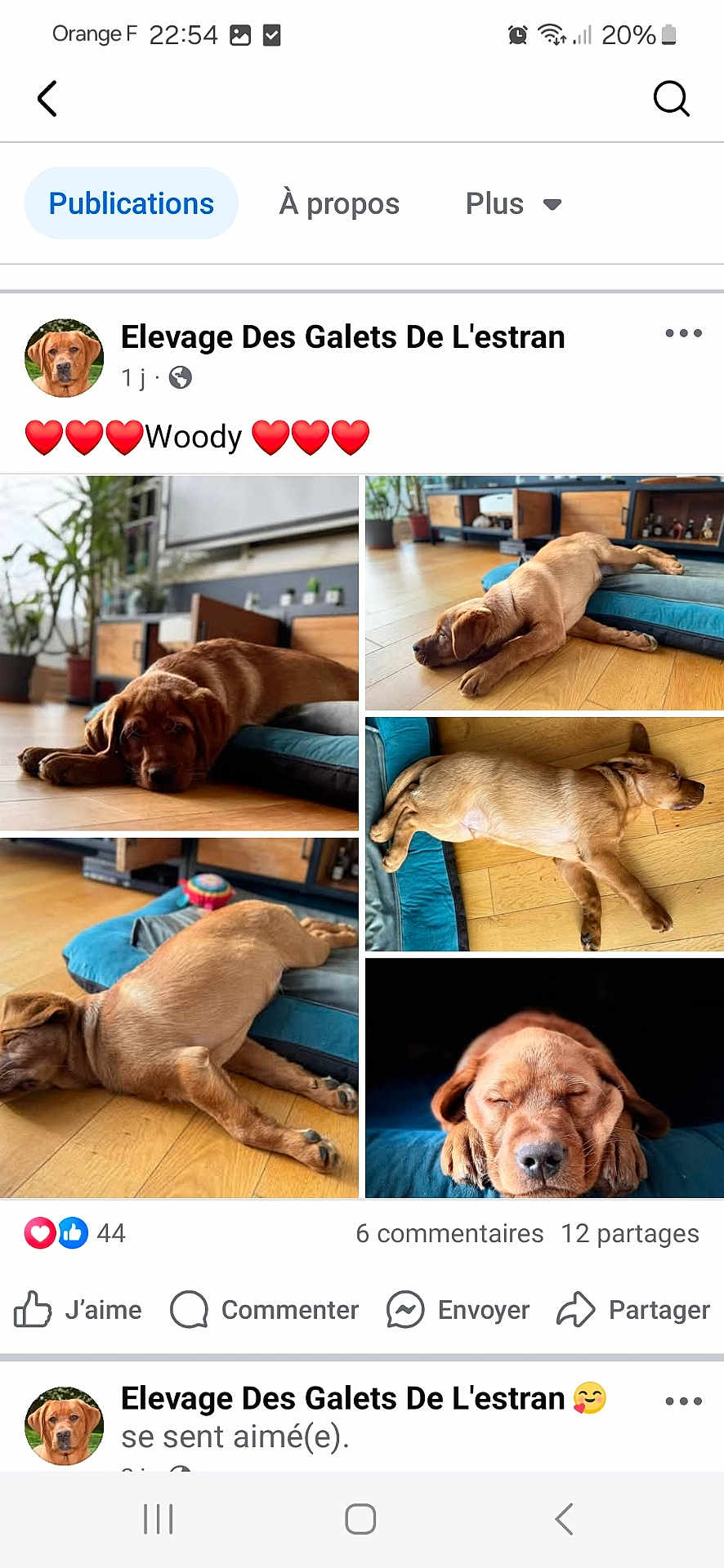 Woody participe au concours pour gagner de l'argent avec cette photo : puppy, dog, brown_dog, sleeping, indoor, wooden_floor, dog_bed, pet, canine, resting, cute, close_up, living_room, furniture, plant, adorable, animal, cozy, relaxed, laying_down