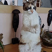 Maya a rejoint le concours — aidez-le/la à gagner de superbes lots ! cat, animal, feline, pet, standing, table, wooden, indoor, decor, mask, mirror, curious, fluffy, white, brown, paws, plant, glass_bowl, houseplant, ornament