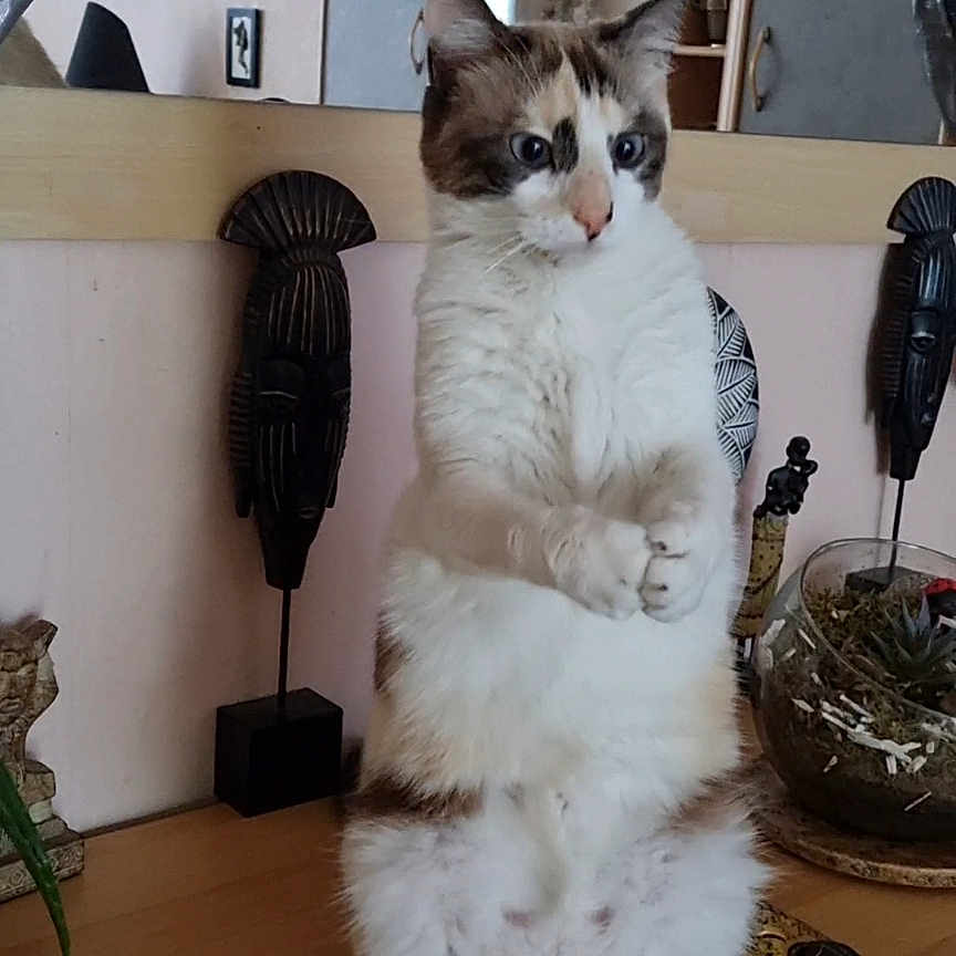 Maya a rejoint le concours — aidez-le/la à gagner de superbes lots ! animal, brown, cat, curious, decor, feline, fluffy, glass_bowl, houseplant, indoor, mask, mirror, ornament, paws, pet, plant, standing, table, white, wooden